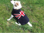 Dog wearing a sweater with a Union Jack design sitting on grass