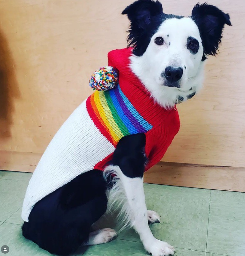 Dog wearing a colorful sweater with a rainbow pattern on a wooden floor.