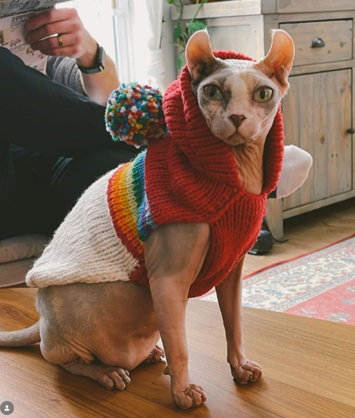 Cat wearing a colorful knitted sweater with a rainbow pattern on a wooden floor.
