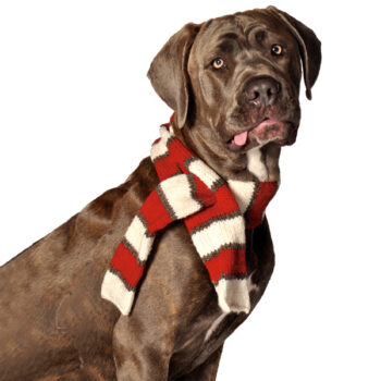Chilly-Dog-Candy Cane Striped Dog Scarf