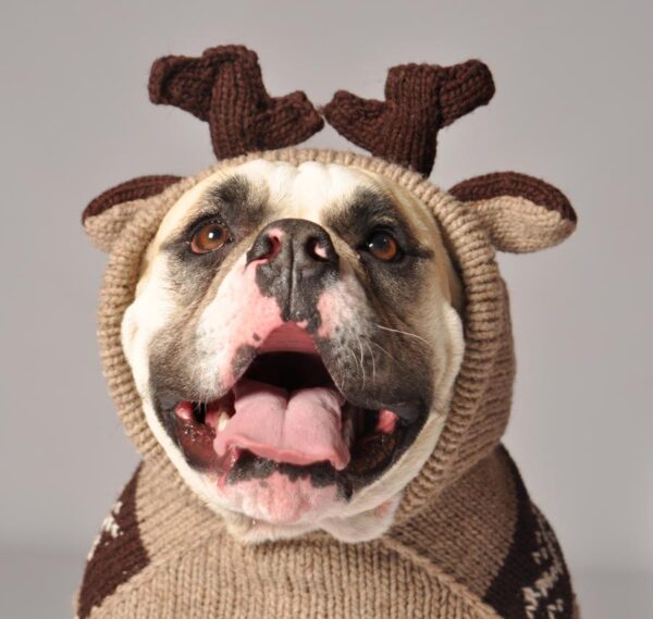 MOOSEY HOODIE - FRONT dog sweater
