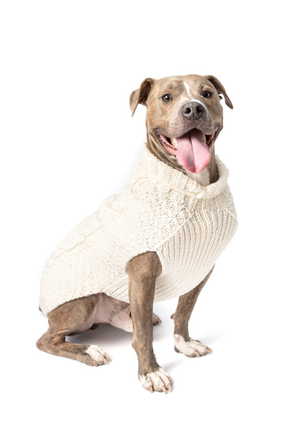 Natural Cable Wool Dog Sweater
