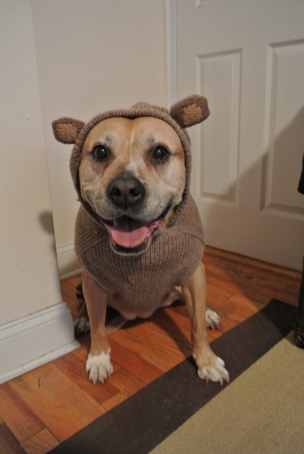 monkey dog sweater