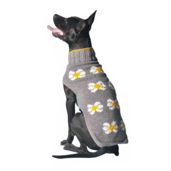 daisy-dog-sweater XL_600x600