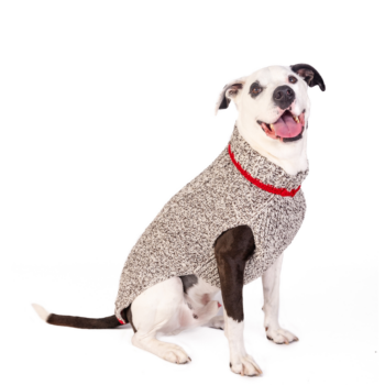 oatmeal cable knit dog sweater