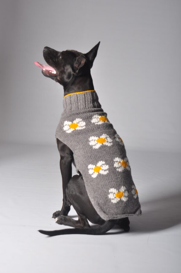 DAISY dog sweater