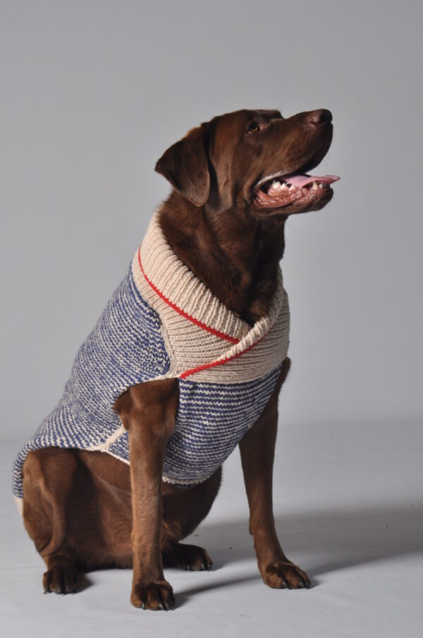 Spencer dog sweater