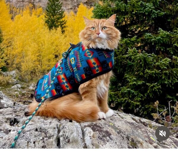 Turquoise Southwest Blanket Dog Coat - Image 5