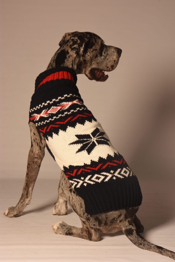 18-04-20 D1-256 CD - Dogs in Sweaters