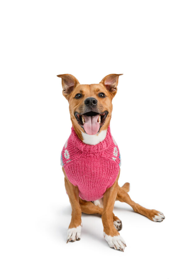 Alpaca Rose Fairisle Dog Sweater Lg