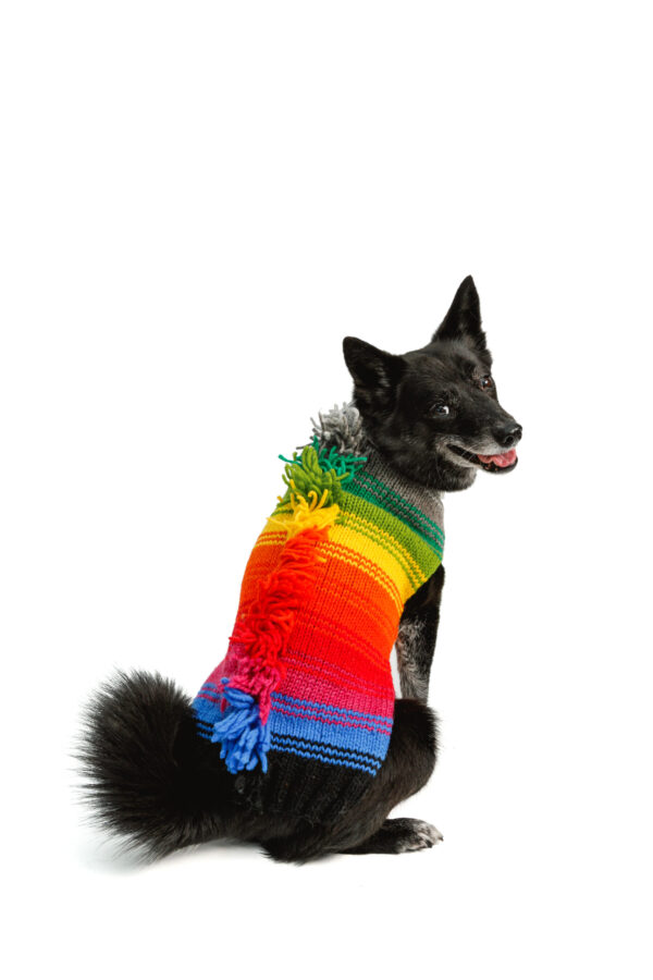 Rainbow Mohawk Dog Sweater M back