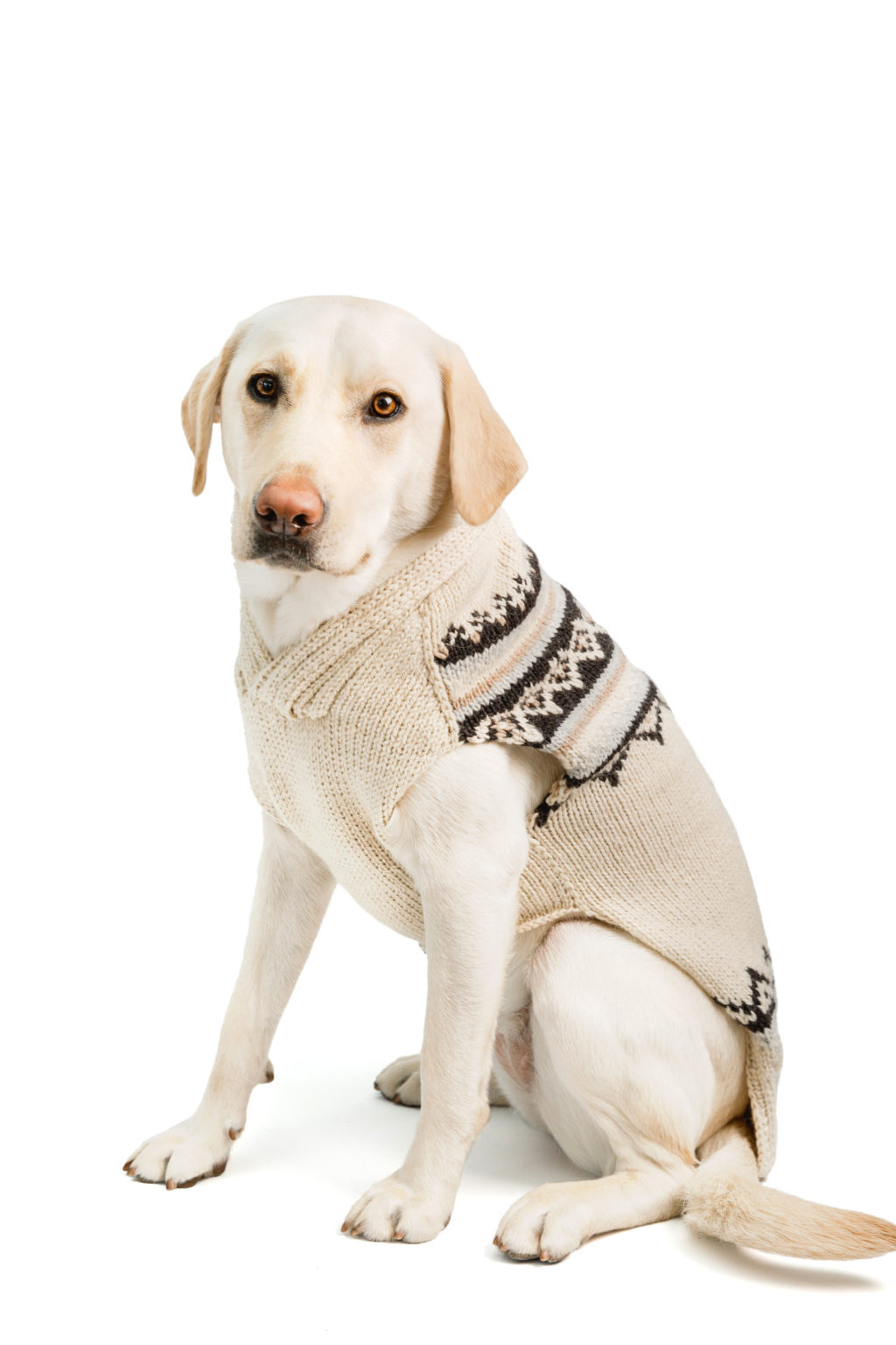 Sweaters Archives Chilly Dog Sweaters