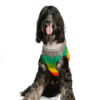 Rainbow Mohawk Dog Sweater XXL front