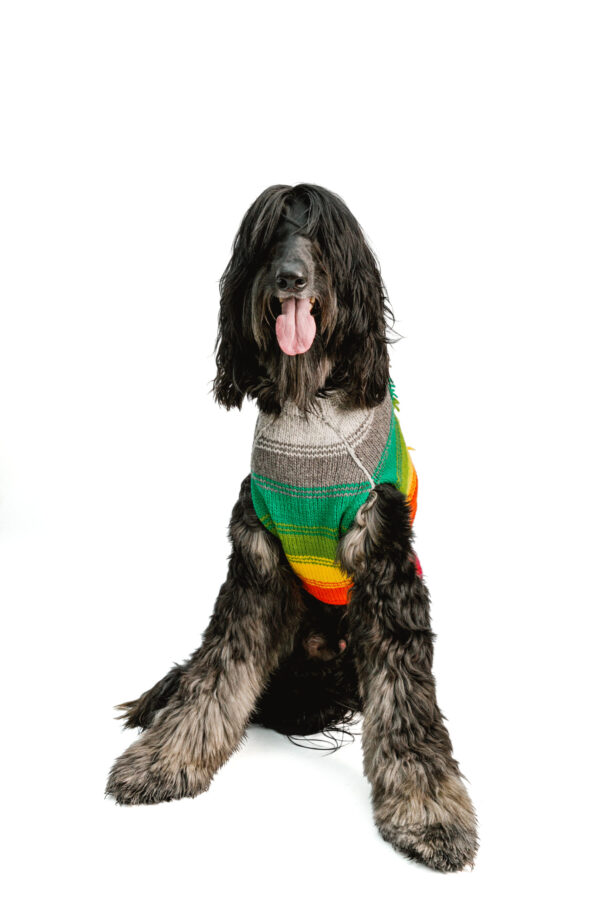 Rainbow Mohawk Dog Sweater XXL front