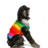 Rainbow Mohawk Dog Sweater XXL full