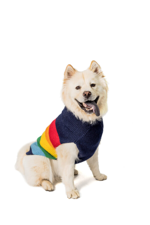 Alpaca Good Vibes Dog Sweater front