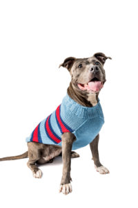 Sweaters Archives - Chilly Dog Sweaters