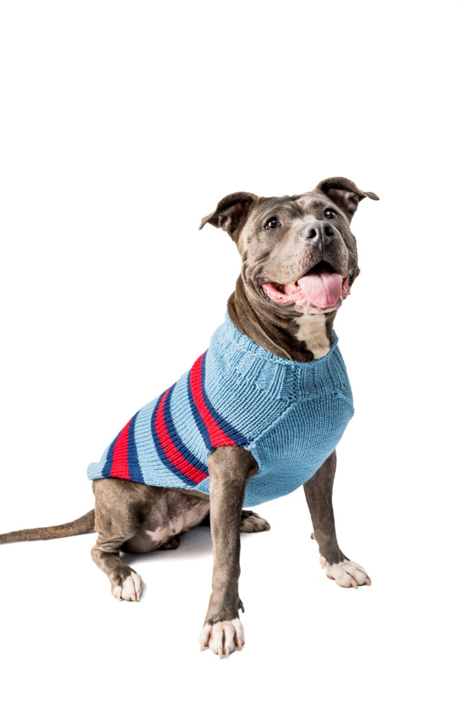 Sweaters Archives Chilly Dog Sweaters