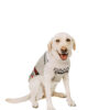 Squirrel Patrol Wool Dog Sweater front
