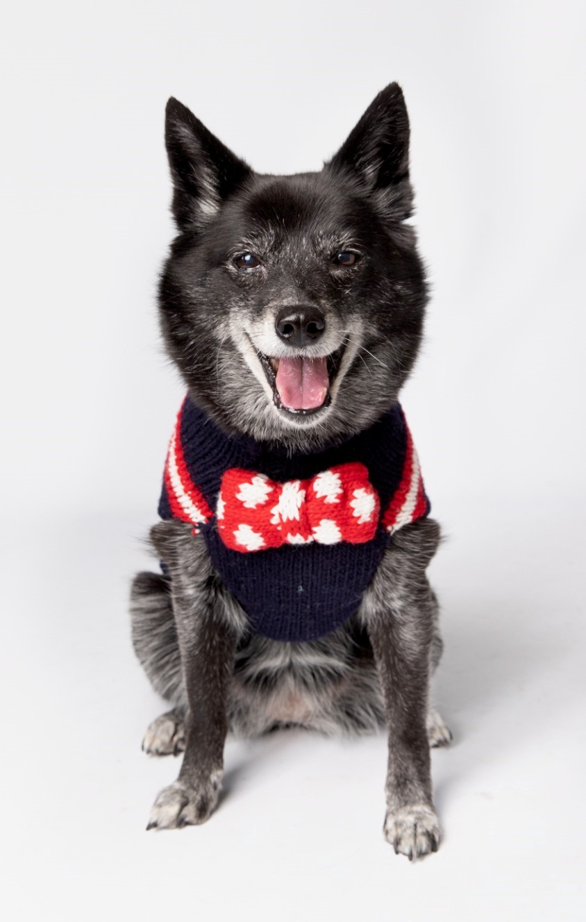 Bow Tie Dog Sweater