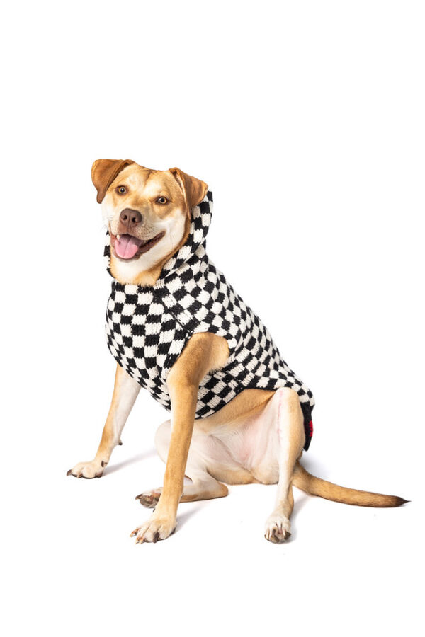 Checkerboard Hoodie dog sweater XL front