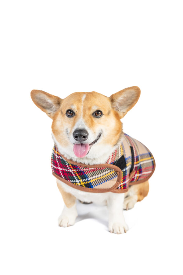 Tan Tartan Plaid Blanket Dog Coat - Image 6