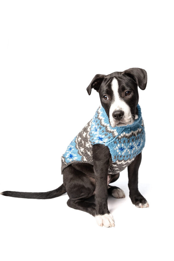 Light Blue Fairisle Wool Dog Sweater SM front