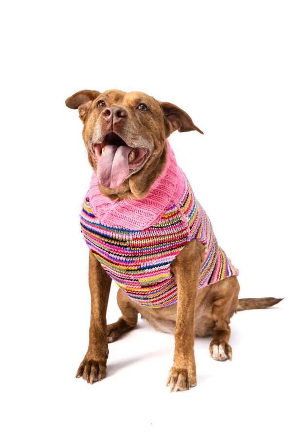 Pink Multi Dog Sweater XXL front