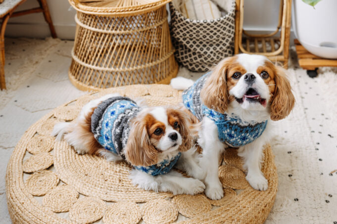 Light Blue Fair Isle Wool Dog Sweater M full