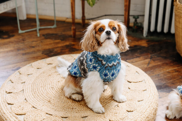 Light Blue Fair Isle Wool Dog Sweater M front