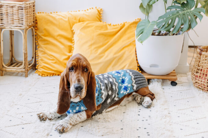Light Blue Fair Isle Wool Dog Sweater L full