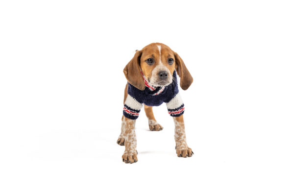 Navy | Red | White Varsity Dog Sweater - small - product front