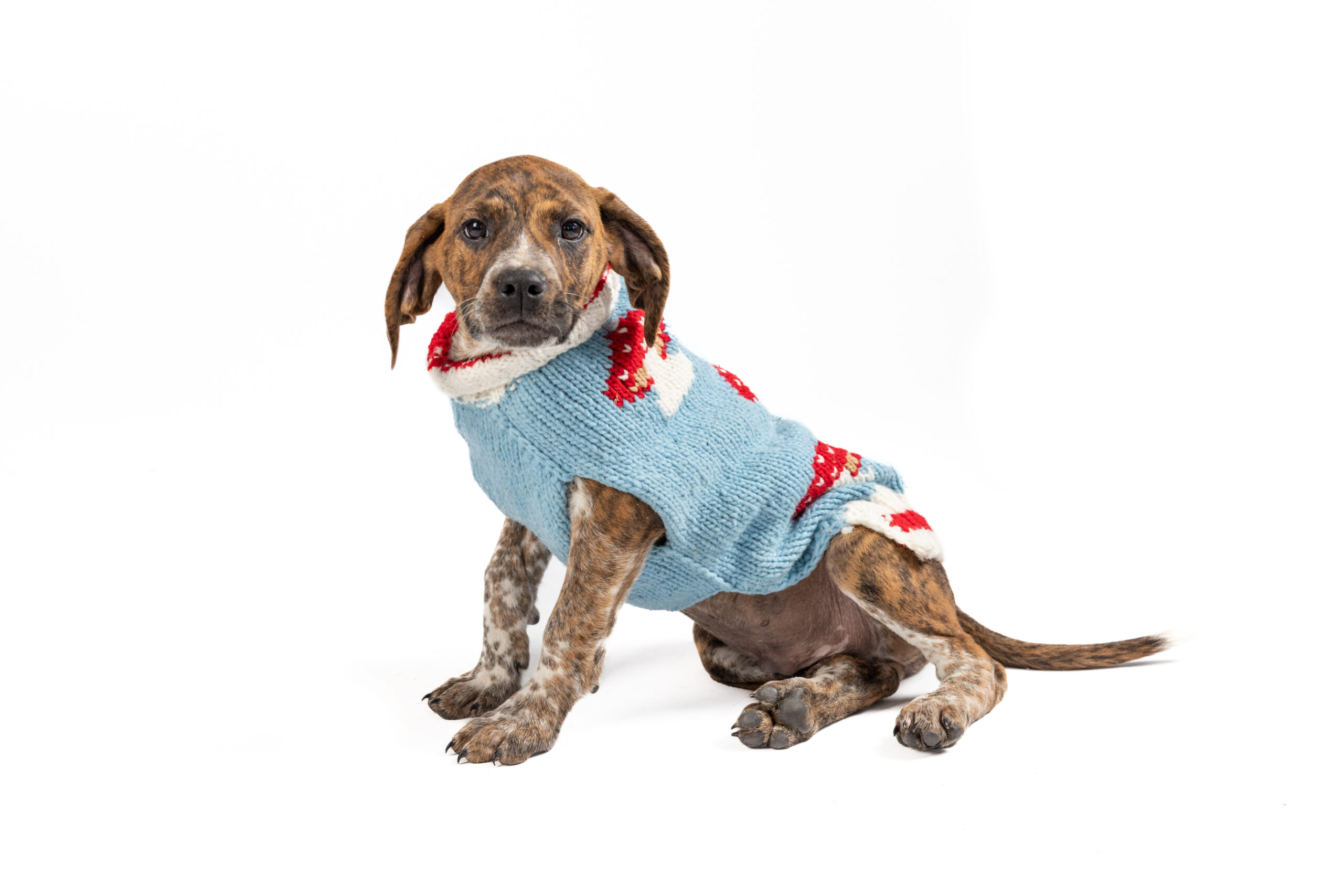 Preppy Pup Collection Dog Sweaters