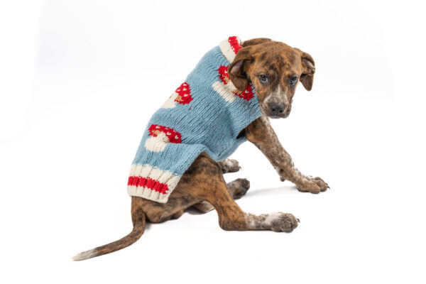 Mushroom Dog Sweater