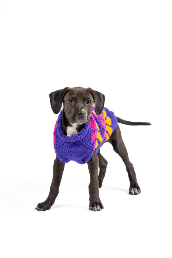 Flower Power Purple Dog Sweater - medium - product front