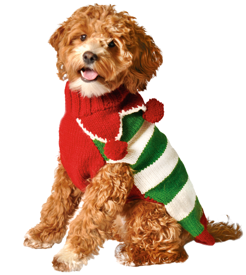 Christmas Elf Holiday Dog Sweater