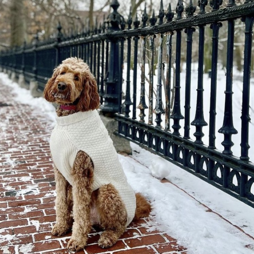 How should I dress my dog for winter dog image in snow