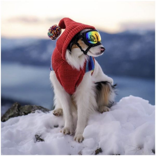chilly-dog-sweaters--ski-bum-border