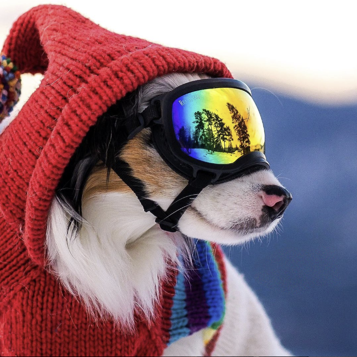 chilly-dog-sweaters-ski-bum-close-up