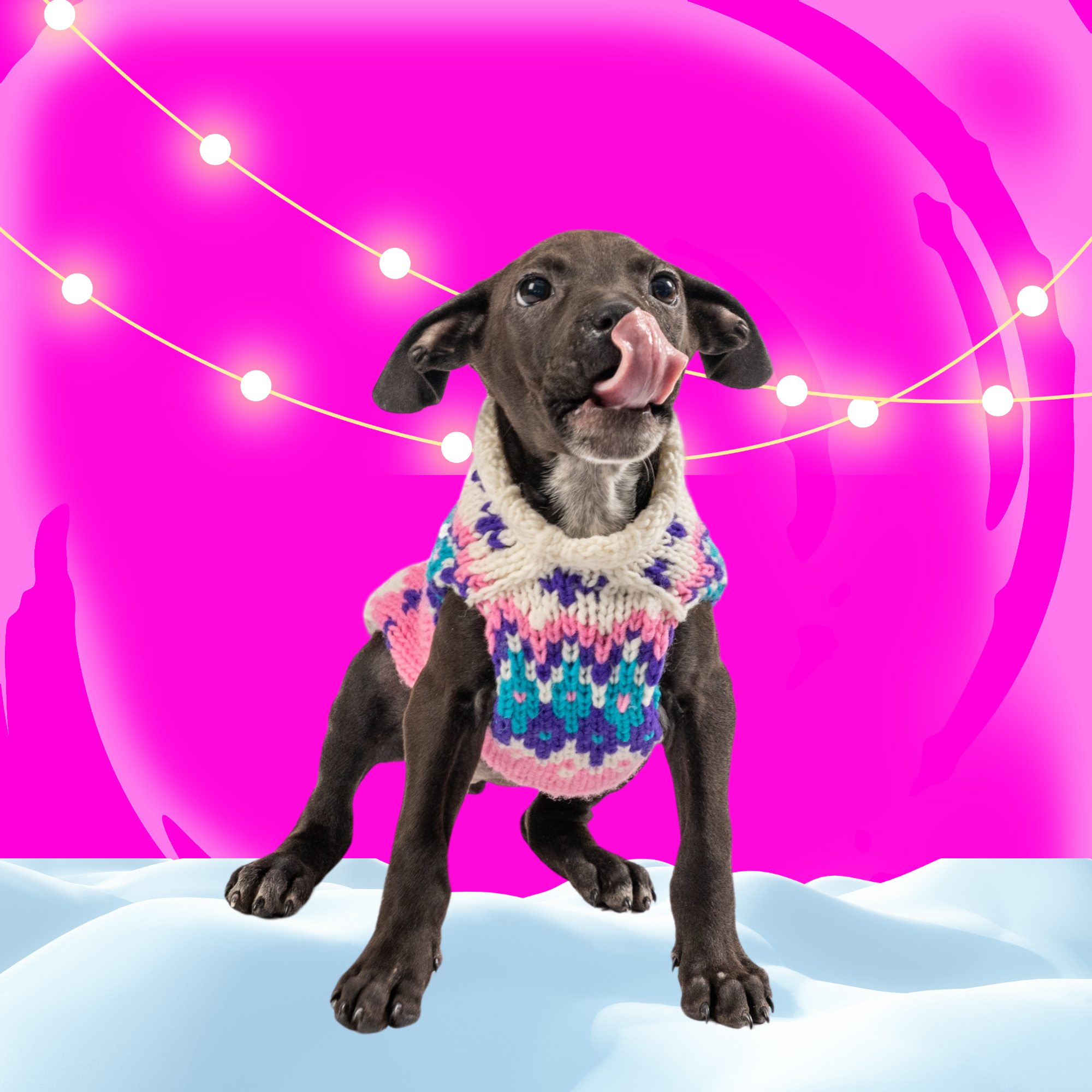 Should dogs wear coats or sweaters in the winter badge