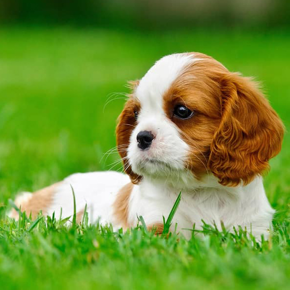 Cavalier_King_Charles_Spaniel_small_dog_breed
