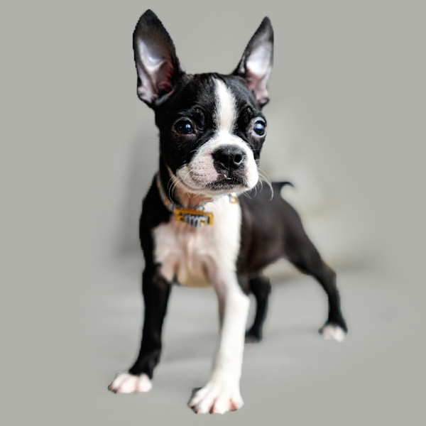 boston_terrier_small_dog_breed