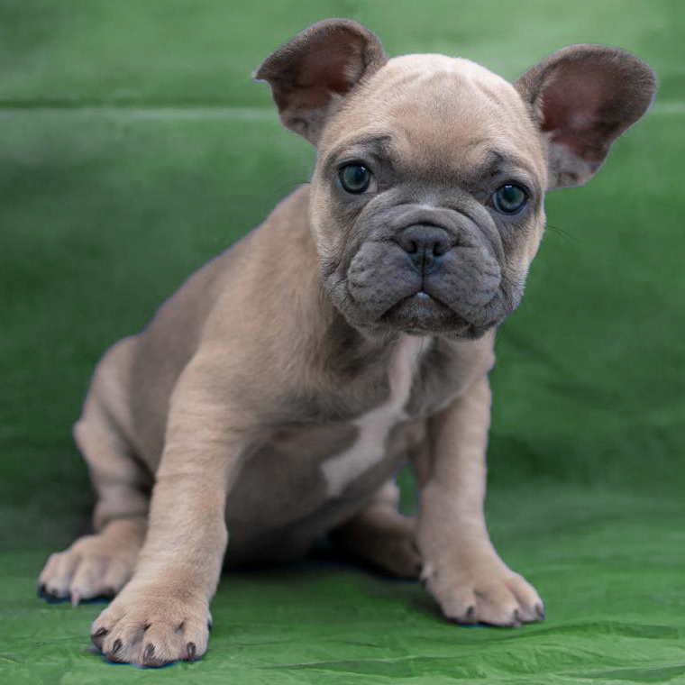french-bulldog-best-small-dogs
