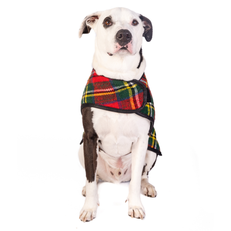 Scotty Collar Doe Plaid