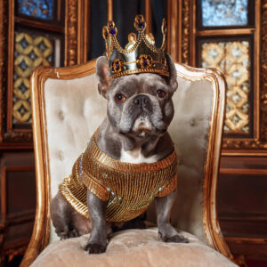 french bulldog wearing a gold crown