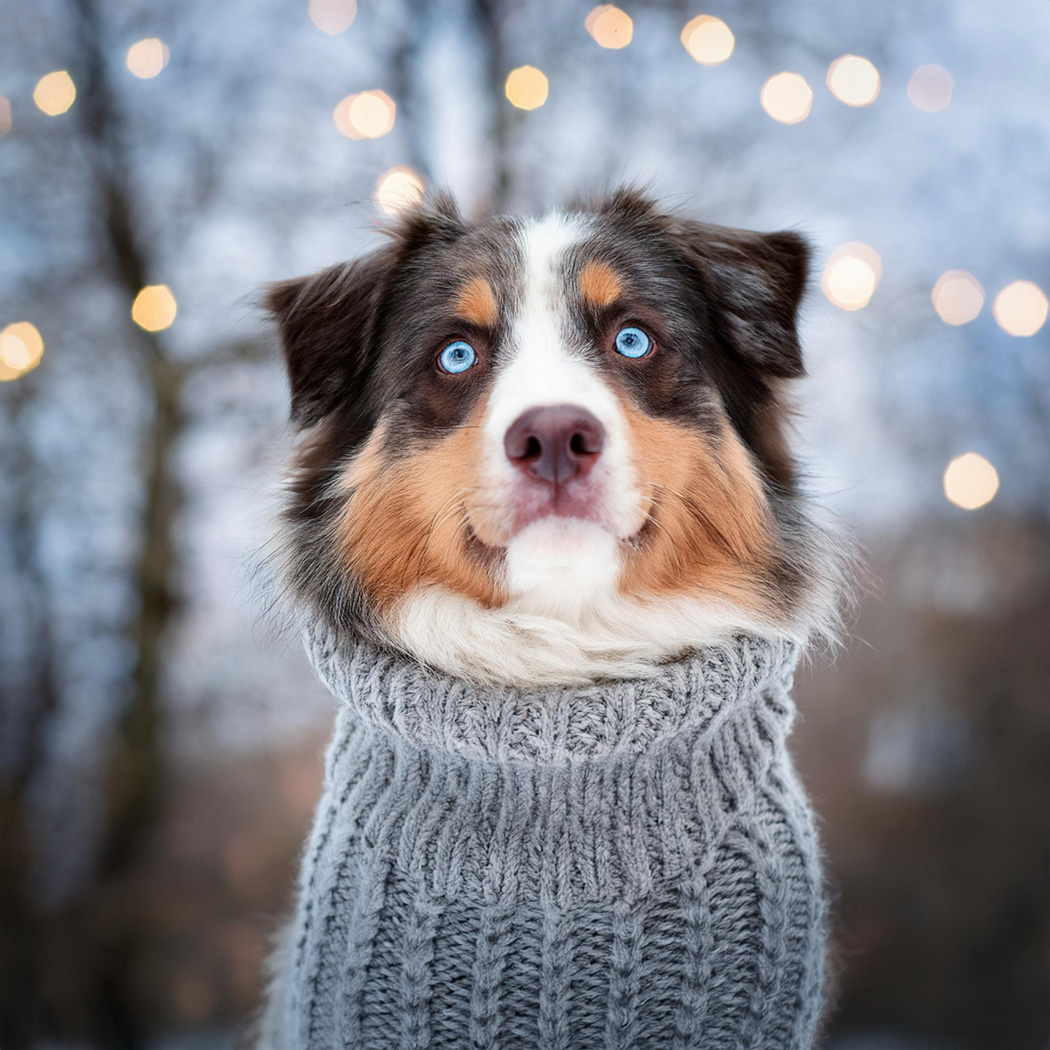 Australian-Shepherd-wearing-gray-cable-knit-sweater