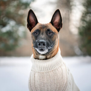 Belgian-Malinois-wearing-natural-cable-knit-sweater