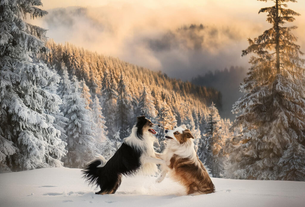 Border Collie & Australian Shepherd playing in the snow