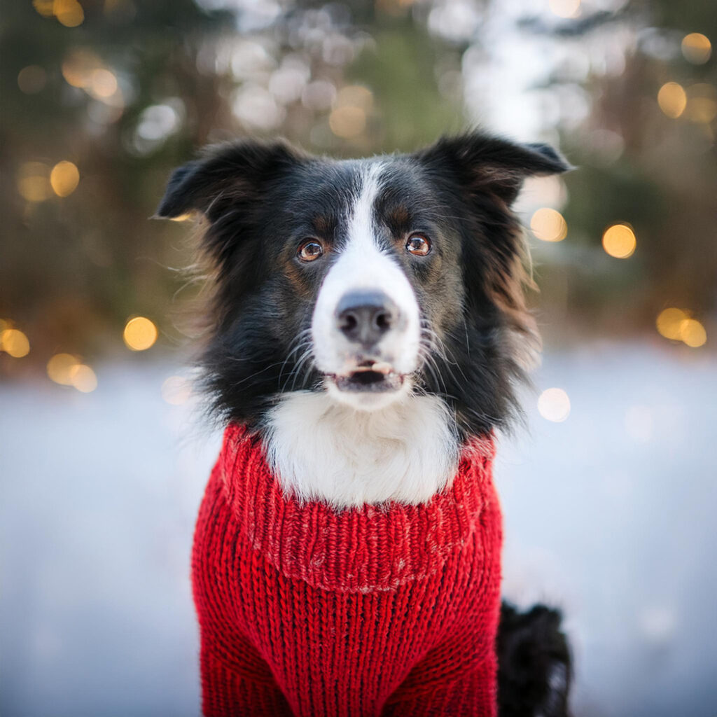 Border-Collie-wearing-red-cable-knit-sweater