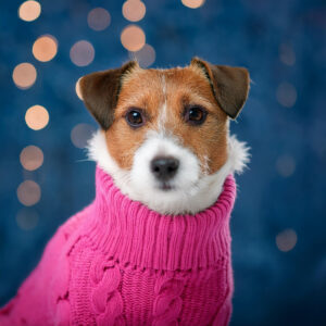 Jack-Russell-Terrier-wearing-pink-cable-knit-sweater